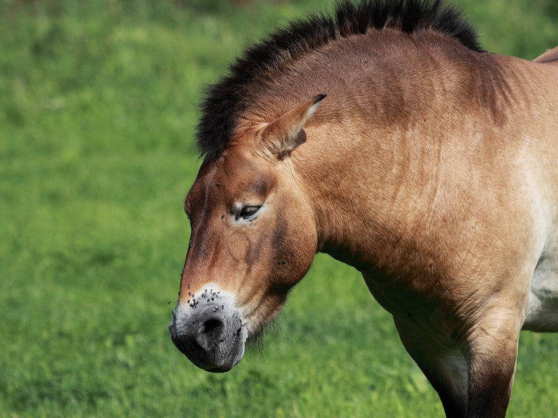 Zoogdieren